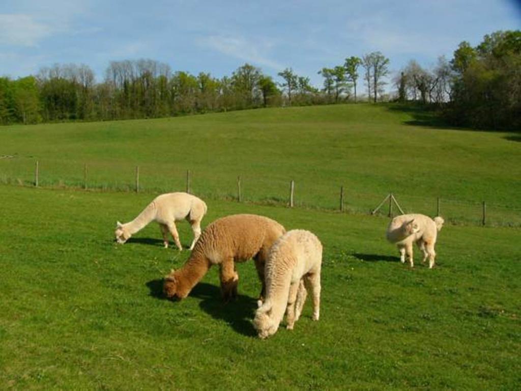 Farmstay Alpagaterie Juillac  Extérieur photo